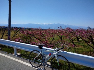 桃の花と八ヶ岳連峰